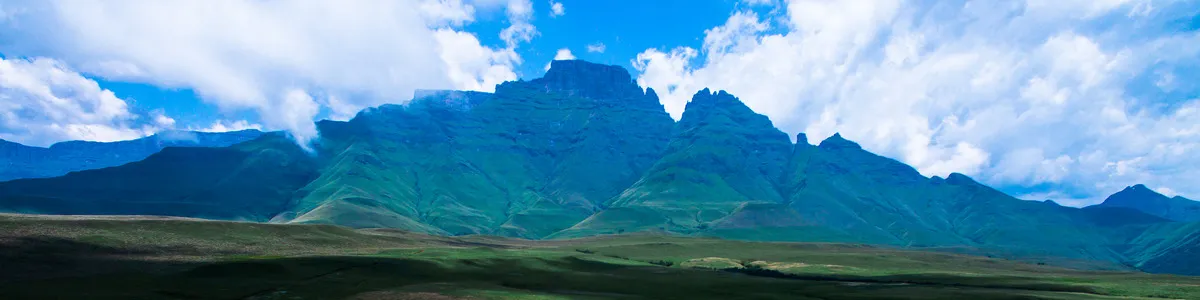 The Curious Print Co.